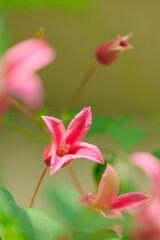 クレマチス　プリンセス・ダイアナ