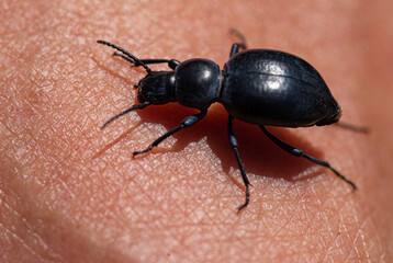 Macro photography, insects and plants in spring