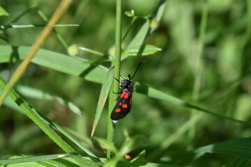 Kleewidderchen, Zygaena lonicerae, auf Grashalm von der Seite mit Flügelansicht, schwarzes Widderchen mit roten Punkten