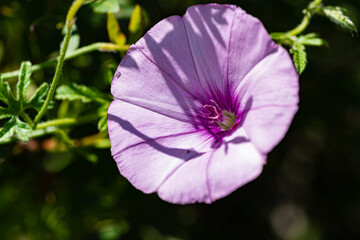 Macro photography, insects and plants in spring