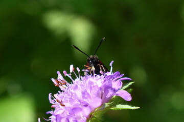 Kleewidderchen, Zygaena lonicerae, auf Acker-Witwenblume, von vorne, rote Punkte auf Flügeln etwas sichtbar
