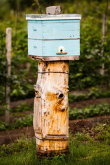 Colored wooden beehives in the farmer garden. Honey bee hives in Moldova. bee home at meadow with flowers and fresh green grass on spring season.
