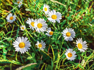 Obraz premium Blooming chamomilles flowers. Spring or summer background.