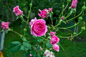 Blossoming roses