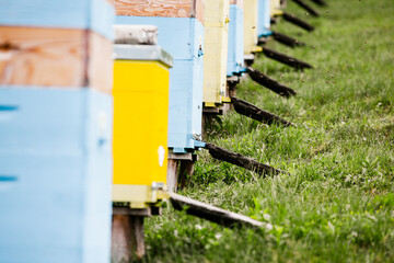 Colored wooden beehives in the farmer garden. Honey bee hives in Moldova. bee home at meadow with flowers and fresh green grass on spring season.