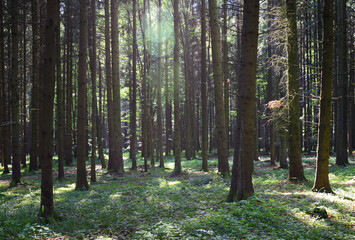 In the forest, sun shines through the branches and trees © leopictures