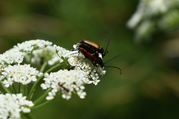 Blutroter Halsbock, Anastrangalia sanguinolenta, bei der Paarung, Paarungskanal sichtbar auf Blüte von Giersch
