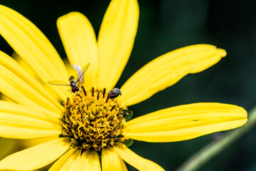 Hoverfly on a flower in New York