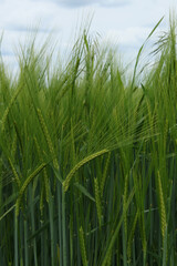 Green Wheat Closeup