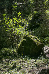 Fototapeta premium Allphotokz Lake Kolsay-2 Way 20050813 2258 20D S