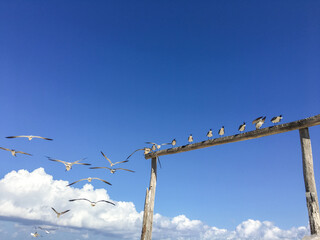 さわやかな青い空とカモメの夏の風景