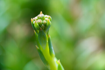 Macro photography, insects and plants in spring