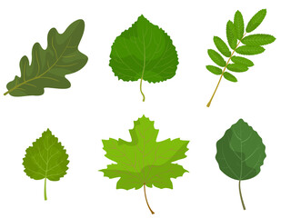 Set of different tree leaves. Oak, lipa, rowan, birch, maple and aspen