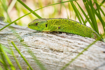 Sand lizard, Lacerta agilis, green male