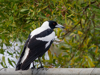 Magpie Sitting on a Wire Fence