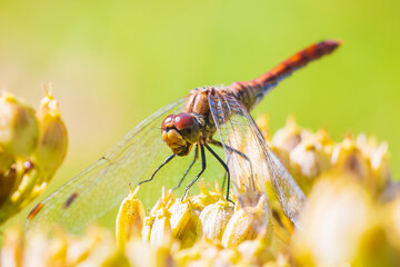 Sympetrum vulgatum Vagrant darter eating prey