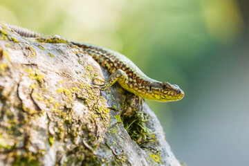 Podarcis muralis, common European wall lizard, resting in sunlight