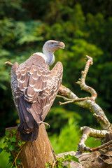 Ruppell's griffon vulture Gyps rueppellii perched closeup portrait