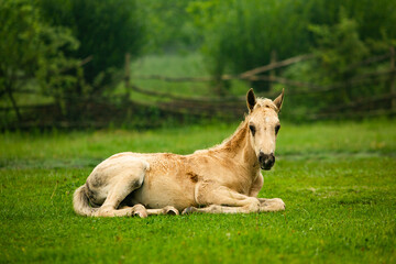 Naklejka na ściany i meble Horse Stud and her beautiful foal on a field. horse looks pretty in the field. 