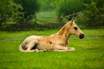 Naklejka na ściany i meble Horse Stud and her beautiful foal on a field. horse looks pretty in the field. 