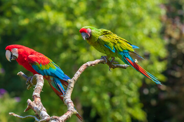 red-and-green macaw or green-winged macaw, Ara chloropterus and a Buffons ara, Ara ambiguus