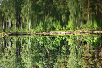 Obraz premium Siberian forest on the shore of a reservoir in the summer
