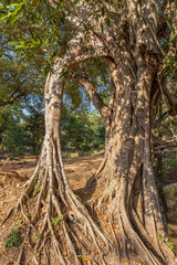 Ancient Khmer pyramid, Koh Kher Temple near Siem Reap town, Cambodia