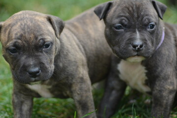 Obraz premium CHIOT AMSTAFF - STAFFORDSHIRE TERRIER AMERICAIN