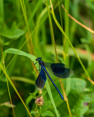 blue dragonfly on a green leaf