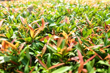 Young or orange shoots and green leaves of trees planted in the garden.