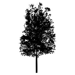 Vector tree silhouette isolated on white background