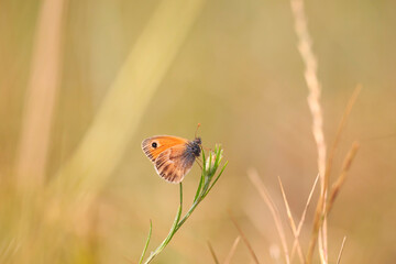 Fototapeta na wymiar small heath butterfly (Coenonympha pamphilus) resting