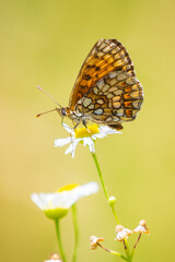 Melitaea deione provençal fritillary butterfly