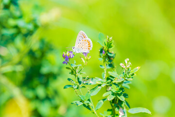 Common Blue butterfly Polyommatus icarus pollinating closeup