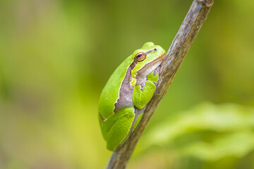 Closeup of a small European tree frog (Hyla arborea or Rana arborea) heating up in the sun.