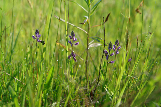 A close up of wild violet flowers of Polygala amarella / amara (dwarf milkwort or Kentish milkwort) in the field on a bright sunny morning