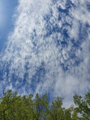 White curly clouds in the blue sky over the summer forest