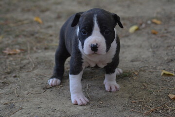 CHIOT AMSTAFF - STAFFORDSHIRE TERRIER AMERICAIN