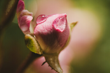 Capullo de flor rosa con gota de agua en macro