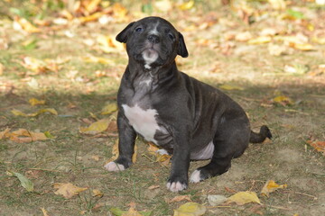 CHIOT AMSTAFF - STAFFORDSHIRE TERRIER AMERICAIN