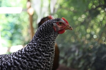 Henne, Legehenne grau weiß