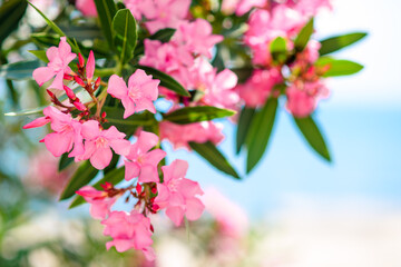 Close up view of the blooming bush branch with bright pink flowers on the ocean background