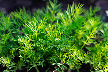 Young dill in an earthen bed. The crop grows in holes on the home farm. Rural useful and vitamin greens close up