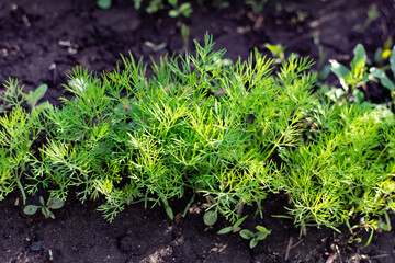 Young dill in an earthen bed. The crop grows in holes on the home farm. Rural useful and vitamin greens close up