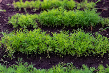 Young dill in an earthen bed. The crop grows in holes on the home farm. Rural useful and vitamin greens close up