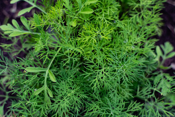 Young dill in an earthen bed. The crop grows in holes on the home farm. Rural useful and vitamin greens close up