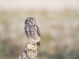 Mochuelo europeo o mochuelo común (Athene noctua) 