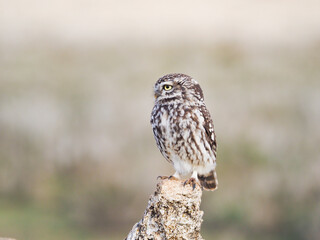 Mochuelo europeo o mochuelo común (Athene noctua) 
