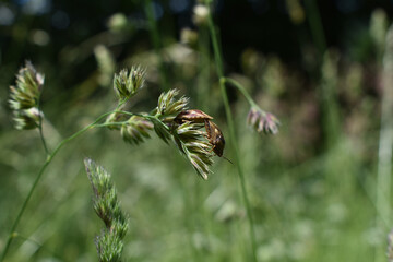 Gemeine Getreidewanze, Eurygaster maura, bei der Paarung auf Knaulgras von der Seite, ein...