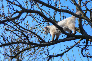A little white kitten sits high on a tree branch